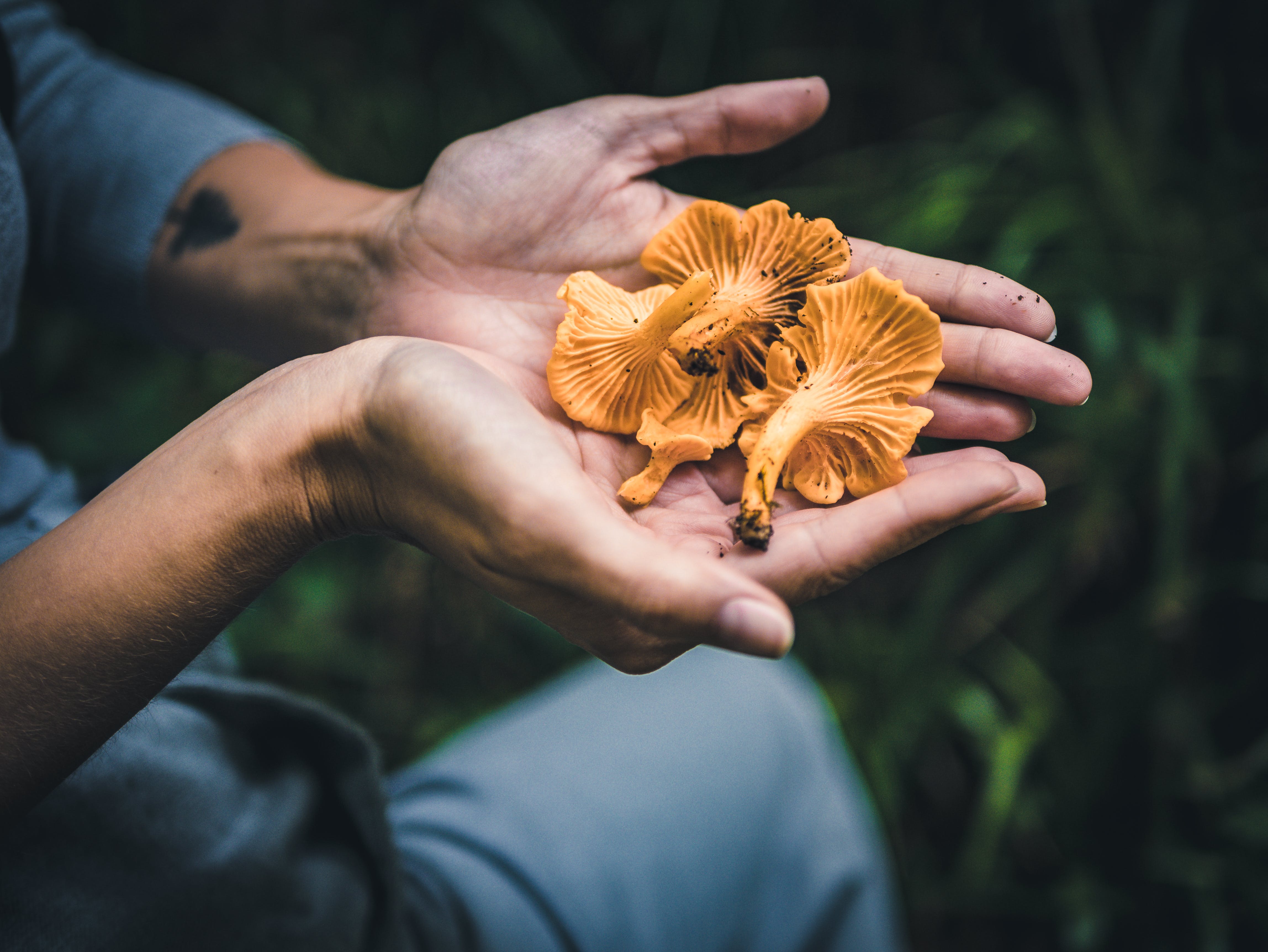 Free Close-Up Photo of Mushrooms Stock Photo